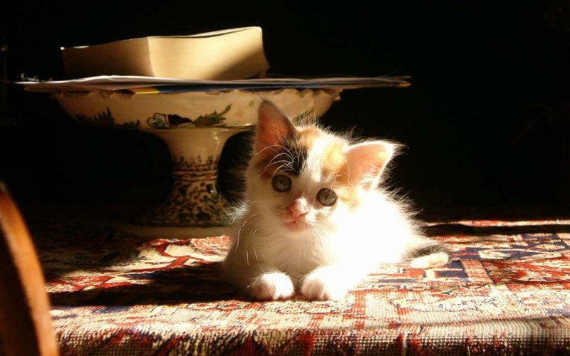 Кот вздыхает