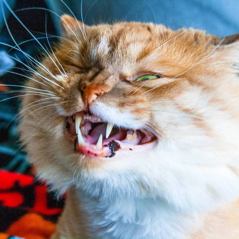 Кусачая кошка