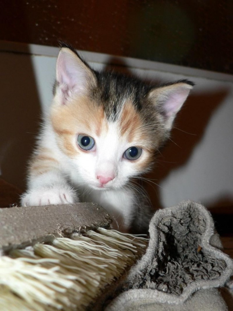 Кот кусается