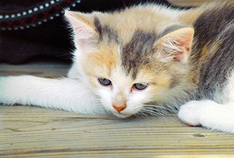 Кошка мяукает