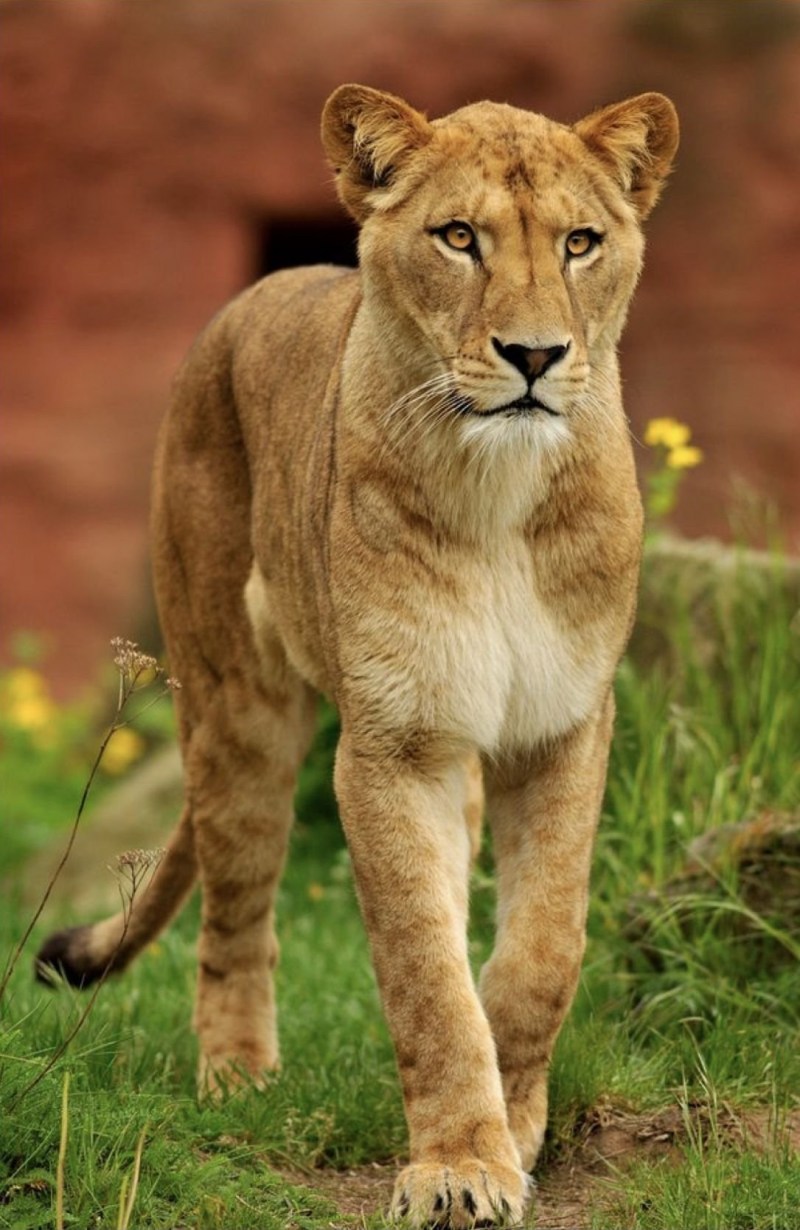 Лионесс (lioness)