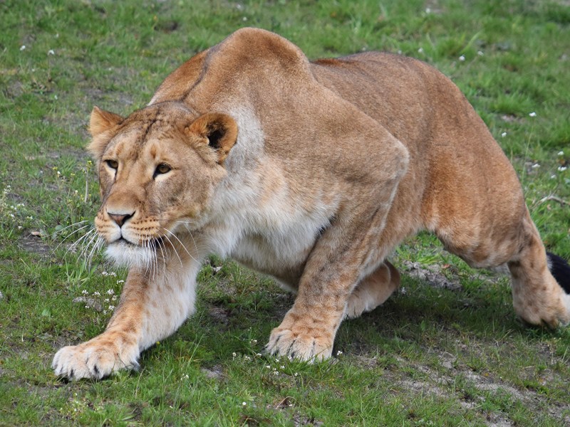 Молодой Лев