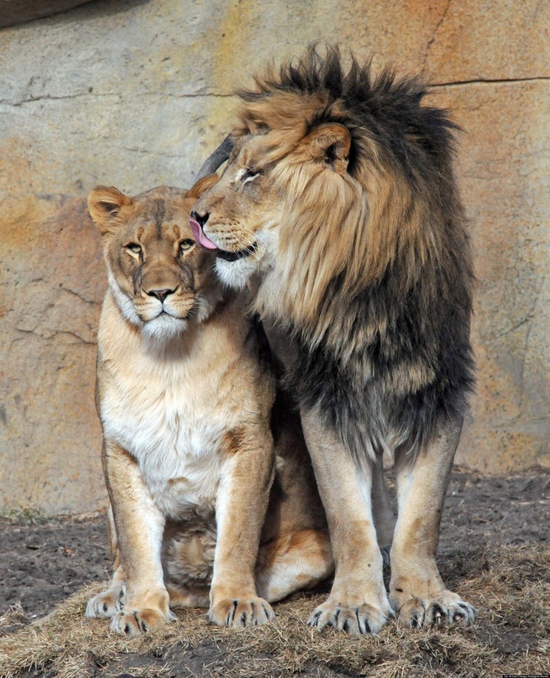 Львиная семейка