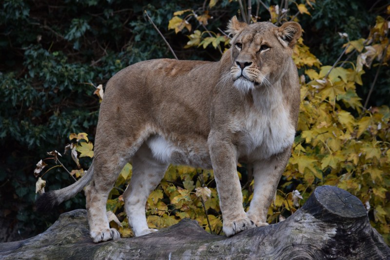 Самка Льва и Лев