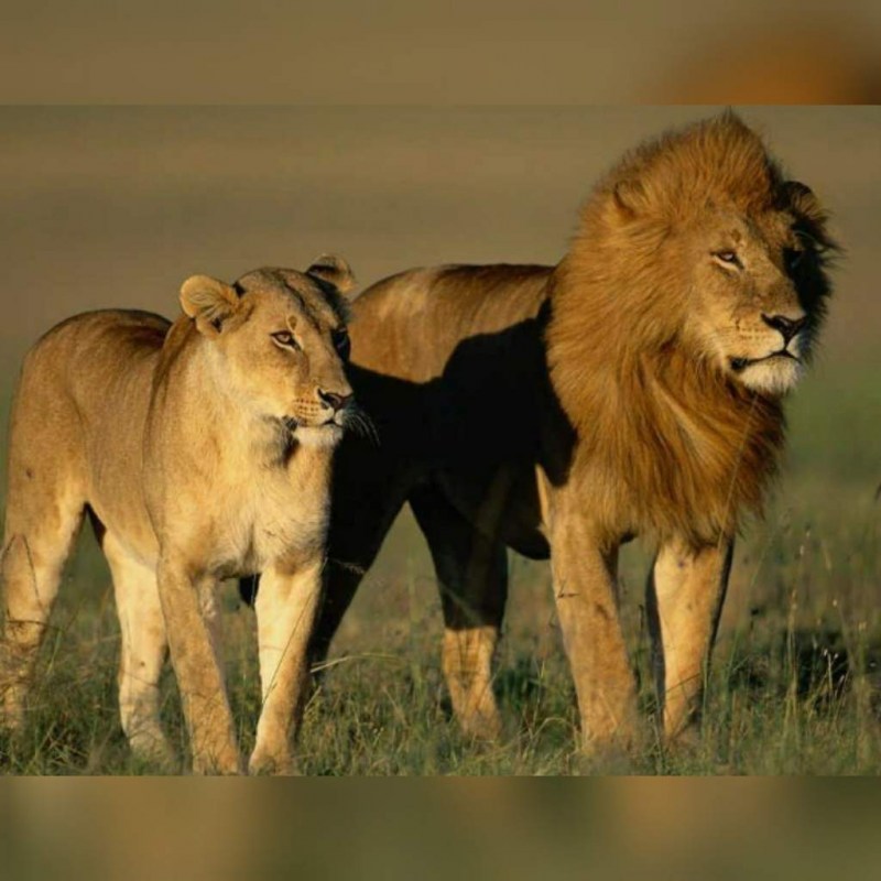 Лев самец и самка