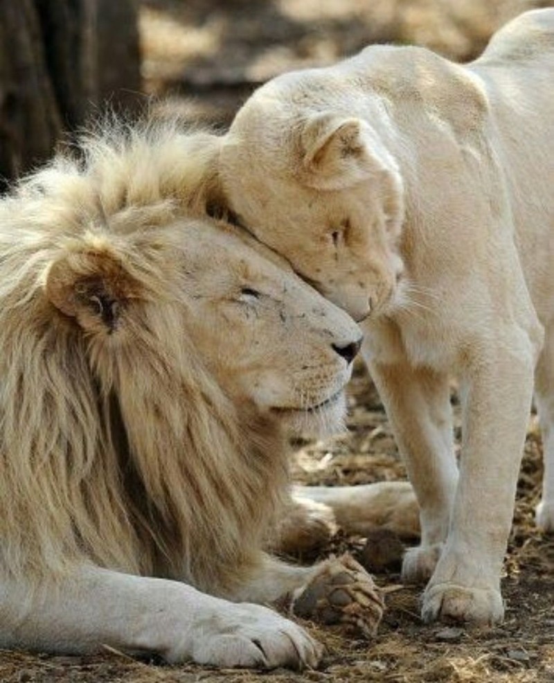 Влюбленные львы