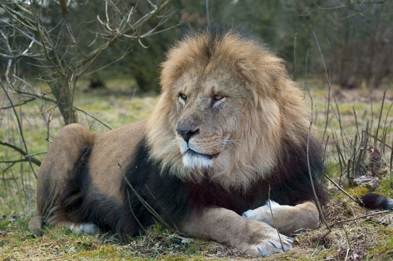 Лев самец фото