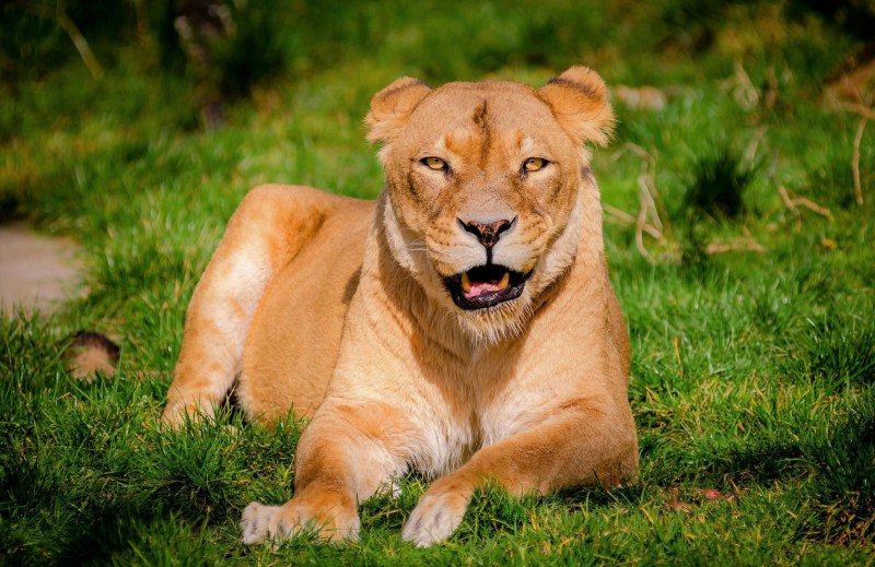 Красивая львица
