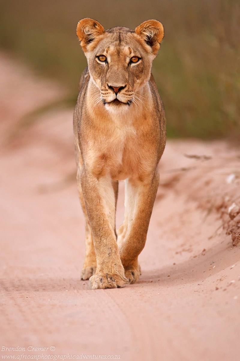 Львица фото красивое