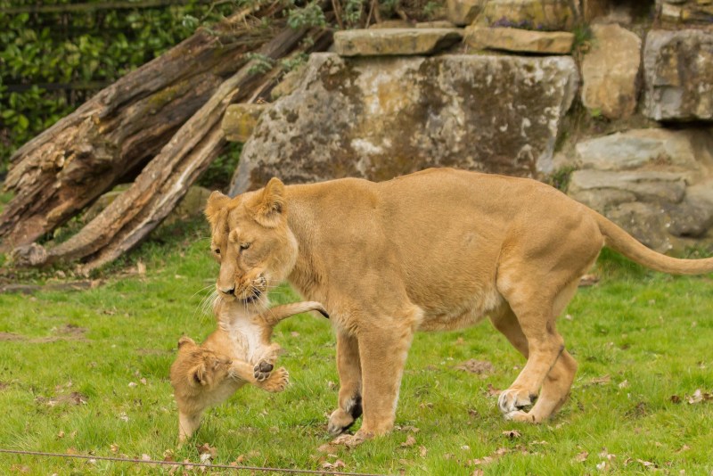 Детеныш Льва
