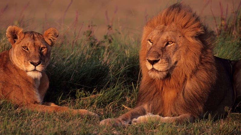 Африканский Лев самец