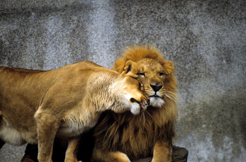 Львы романтика