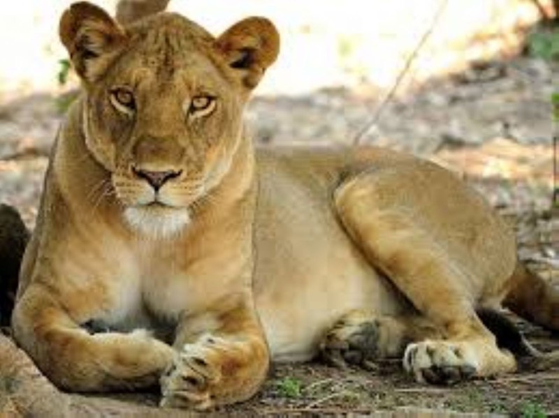 Самка львица