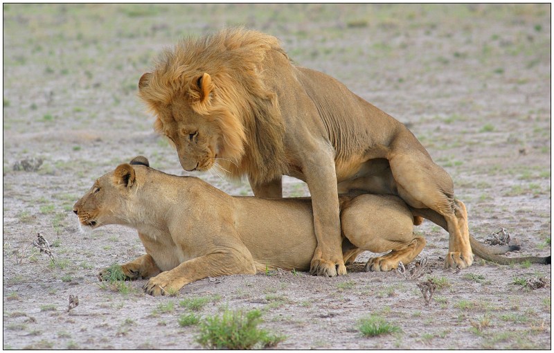 Животные спариваются