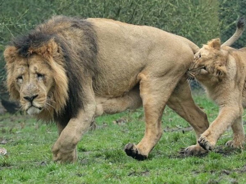 Львица спаривается
