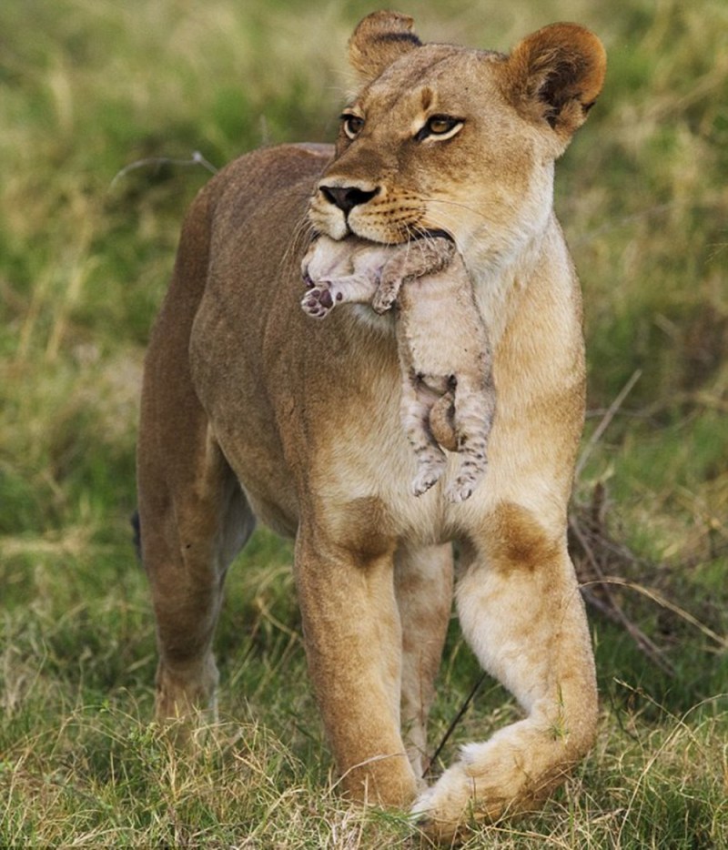 Камуньяк львица