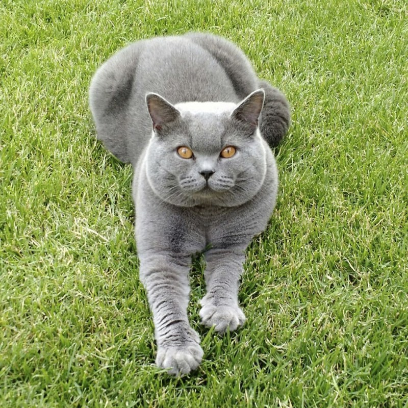 Британский короткошерстный кот толстый