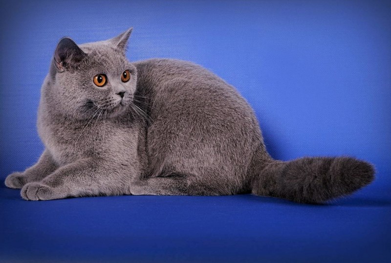 Британская короткошёрстная кошка