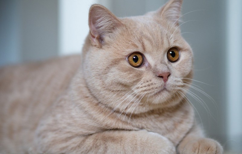 Британец кошка