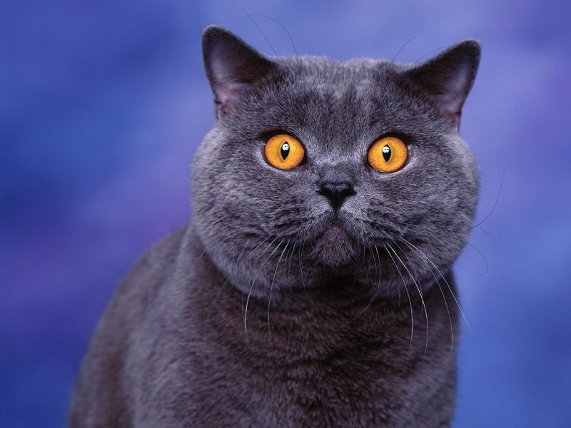 Британский короткошерстный кот