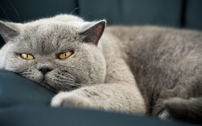 Английская короткошерстная кошка