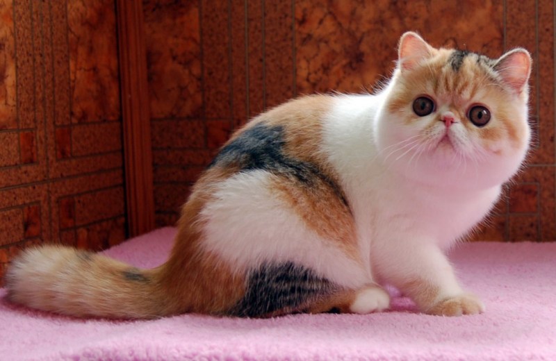 Кошки экзоты короткошерстные