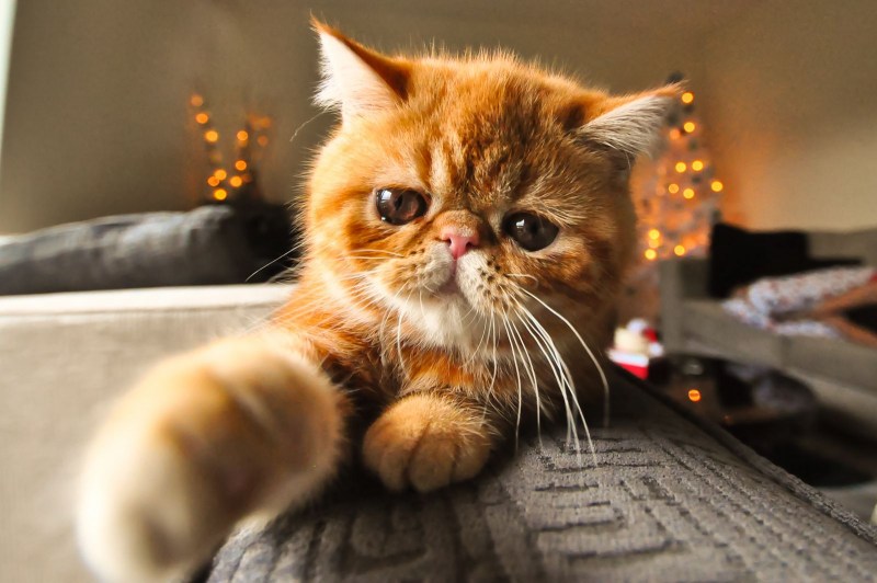 Экзотическая короткошерстная (exotic Shorthair) кошка.