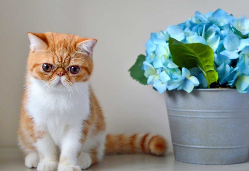 Кошки экзоты короткошерстные