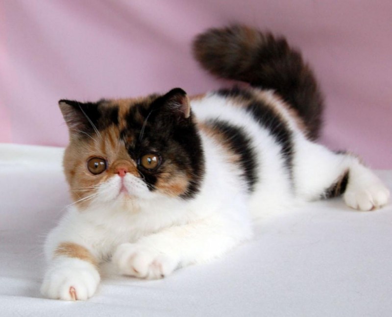 Экзотическая короткошерстная (exotic Shorthair) кошка.