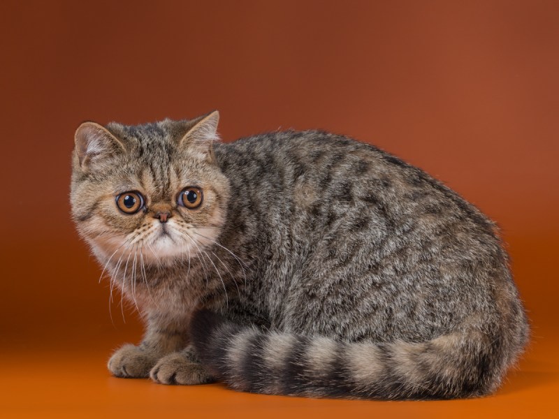 Трехшерстная кошка экзот