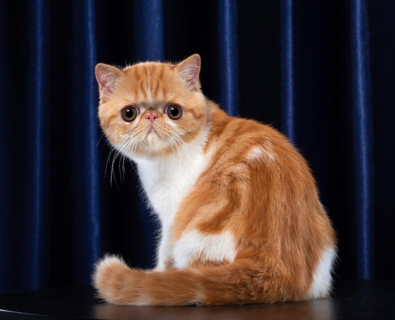 Экзотическая короткошерстная кошка