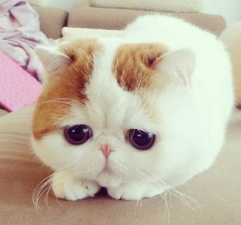 Самая милая кошка в мире