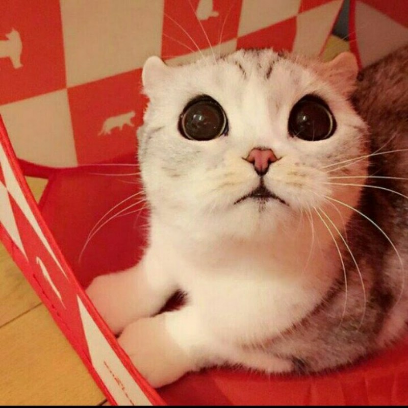 Котик с большими глазами