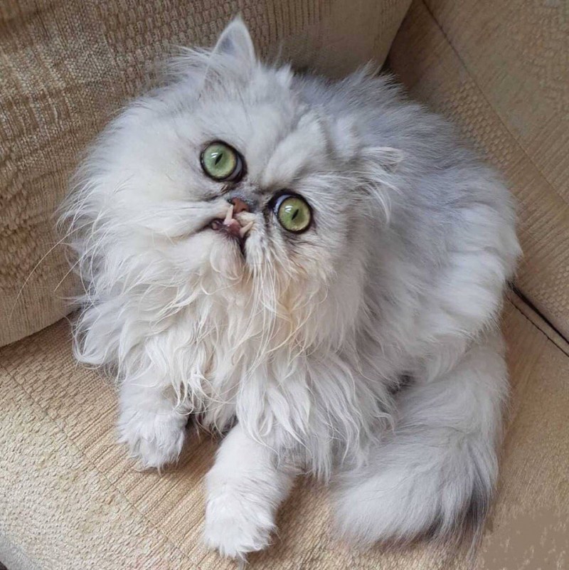 Кот Персидская шиншилла Вилфред