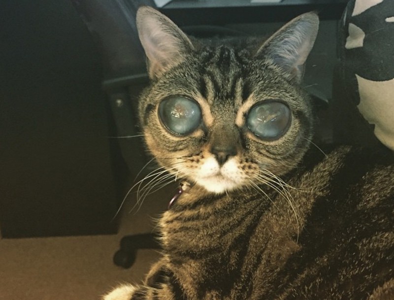 Кошка инопланетянин Матильда