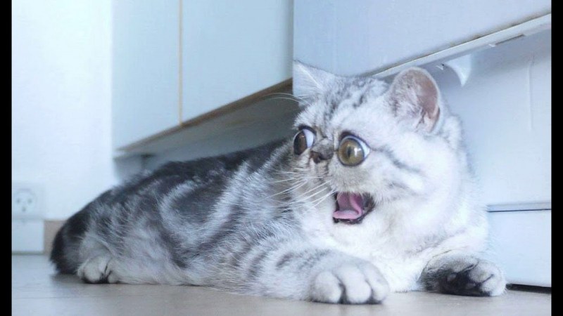 Удивленный кот