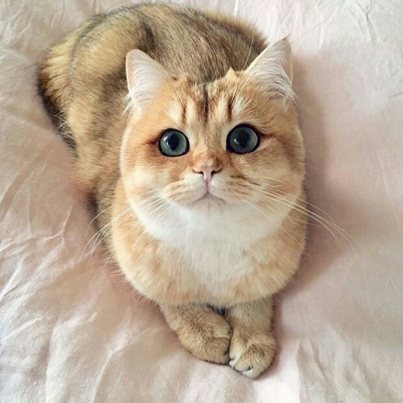 Манчкин шиншилла