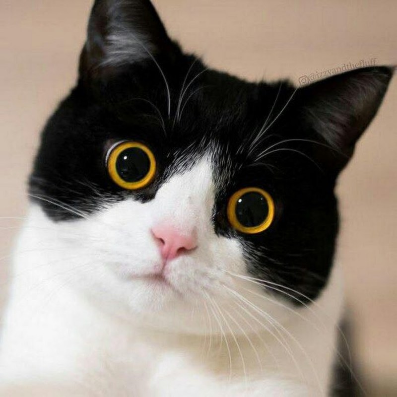 Котик с большими глазами