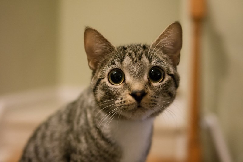 Кот большие глаза