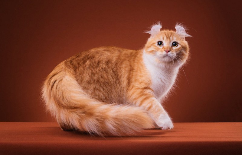 Американский кёрл кошка