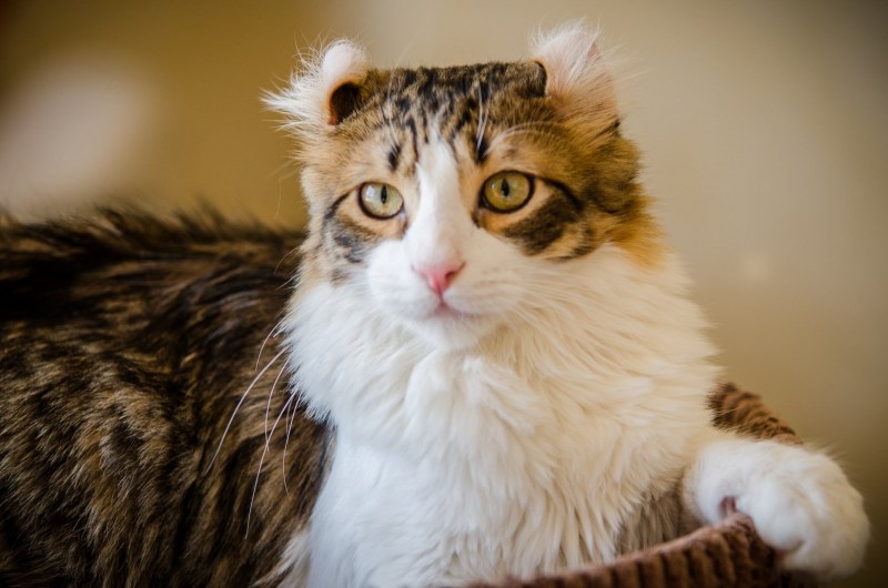 Американский кёрл котенок