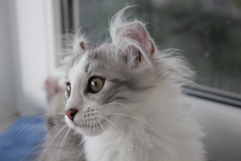 Американский кёрл котенок