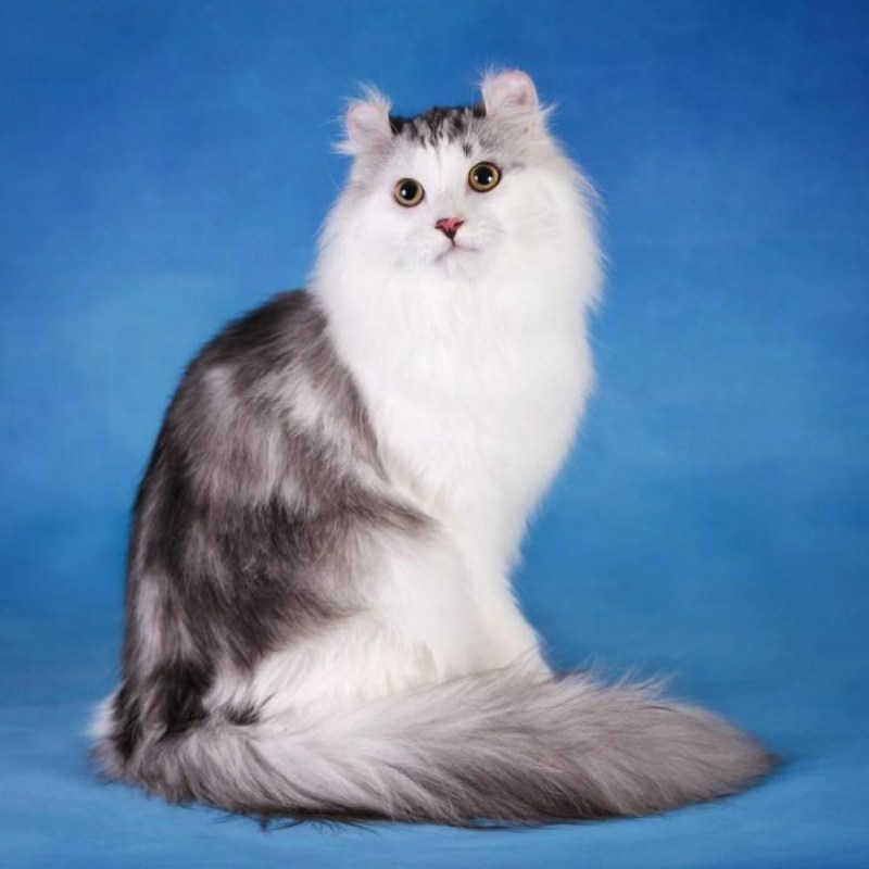 Американский кёрл кошка короткошерстная