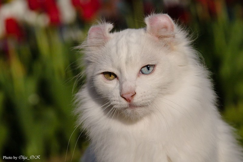 Американский кёрл кошка