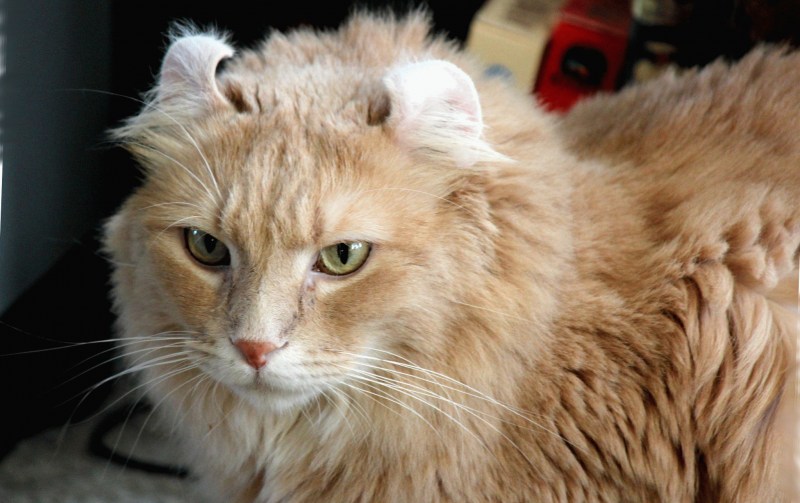 Американский кёрл кошка