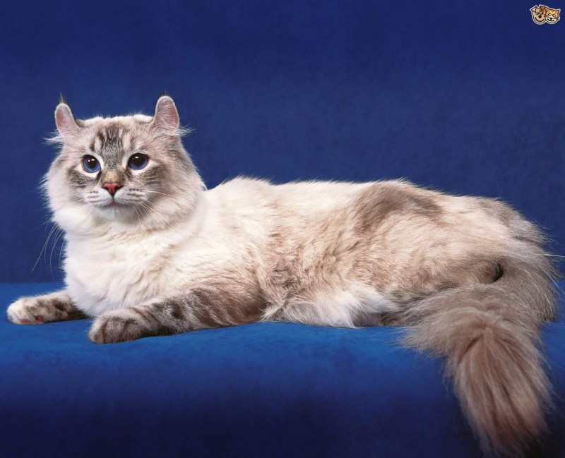 Американский кёрл кошка