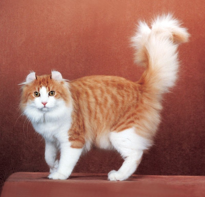 Кот американский керл