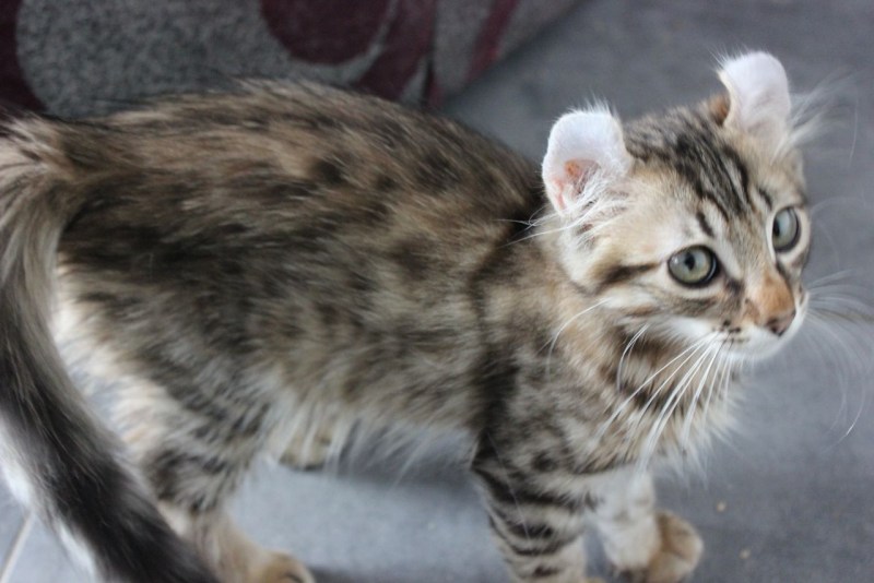 Американский керл котята