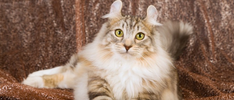 Американский кёрл кошка