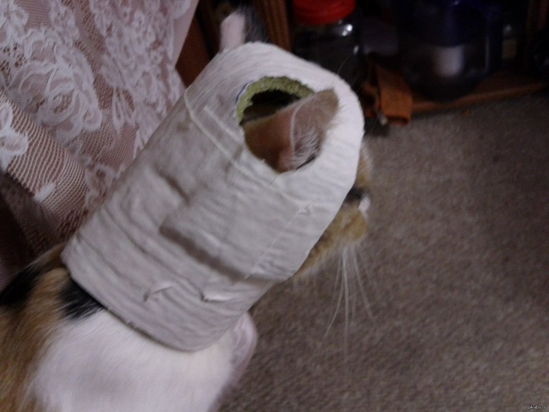 Cat Collar